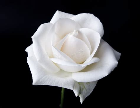 Single White Rose stock photo. Image of petal, blossoming - 4448992