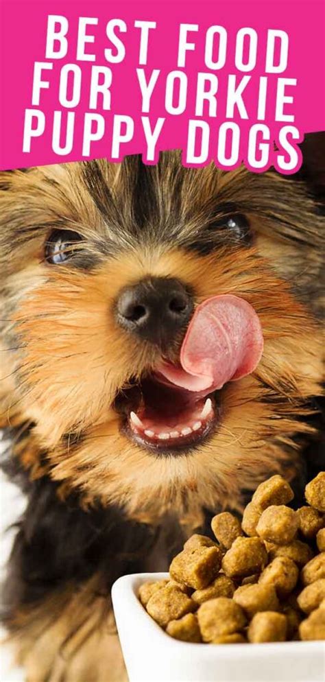 10 Mouth-watering Dog Foods for Your Yorkie: The Ultimate Buying Guide ...