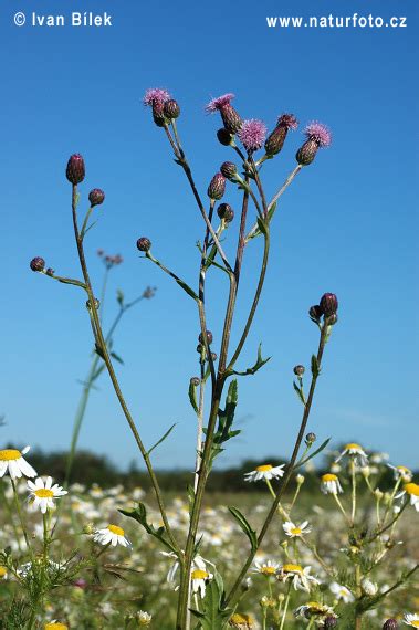 Creeping Thistle Photos, Creeping Thistle Images, Nature Wildlife Pictures | NaturePhoto