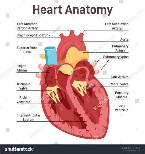 Anatomy Of The Human Heart Cross Sectional Diagram Of | Porn Sex Picture