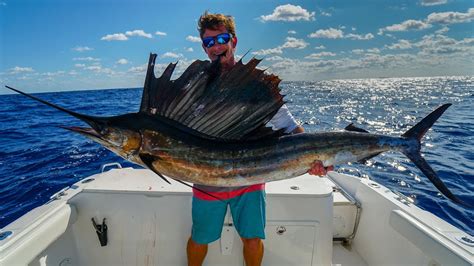 Why NOBODY Eats this FISH- Catch Clean Cook -Sailfish (Kola Fish) - YouTube