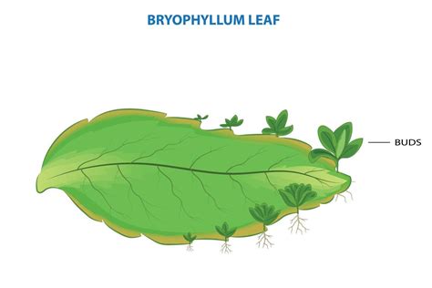 Bryophyillum leaf with buds, Plants grow from the leaf, Asexual ...