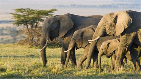 Las orejas del elefante africano