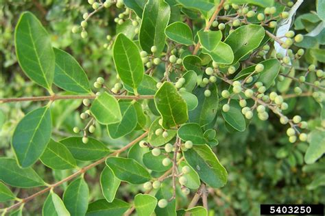 Ligustrum sinense - Alchetron, The Free Social Encyclopedia