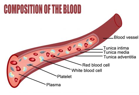 What is Mean Platelet Volume? (with pictures)