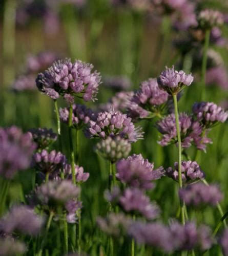 Photo #20185 | Allium 'Summer Beauty' | plant lust