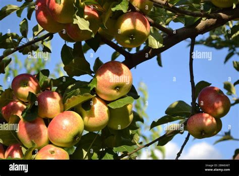 Apple. Garden. Fruitful trees, green leaves, large branches. Gardening Stock Photo - Alamy