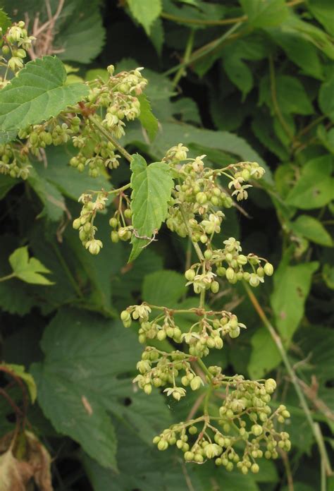 File:Hop mannelijke bloeiwijze Humulus lupulus male plant.jpg ...