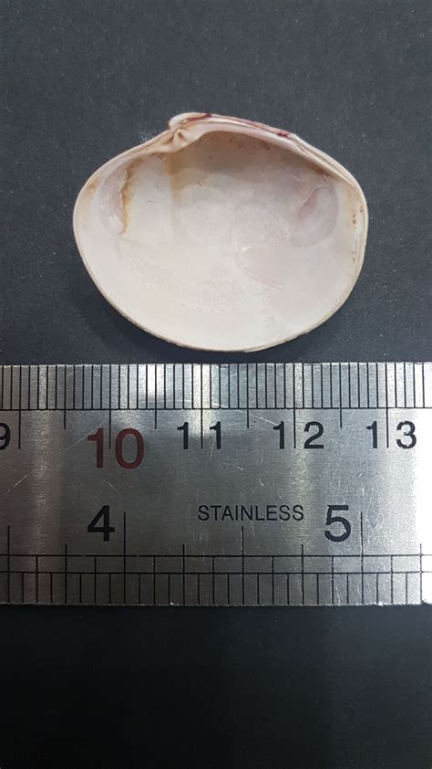 Can anyone help me to identify this bivalve? | ResearchGate