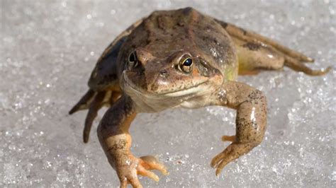 Frog Fossils Found in Antarctica! | The Institute for Creation Research