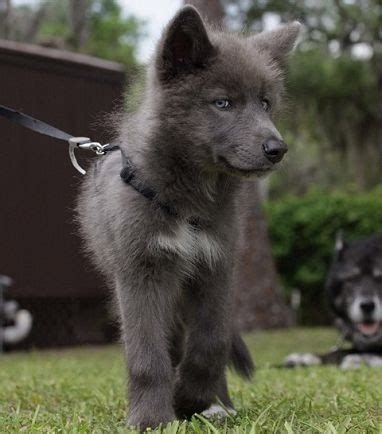 Recklessly: Black German Shepherd Wolf Mix Puppies