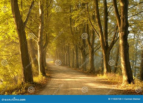 Tree lined road in autumn stock photo. Image of route - 11020728