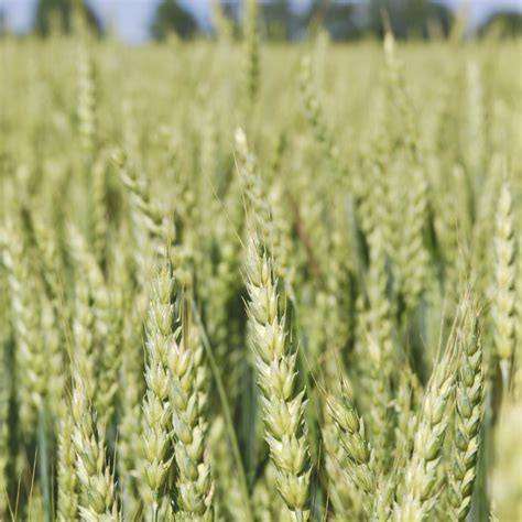 Better wheat varieties ahead - Country Guide