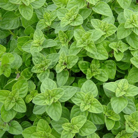 Oregano Greek - 1 Plant - Garden Kitchen Herb For Cooking