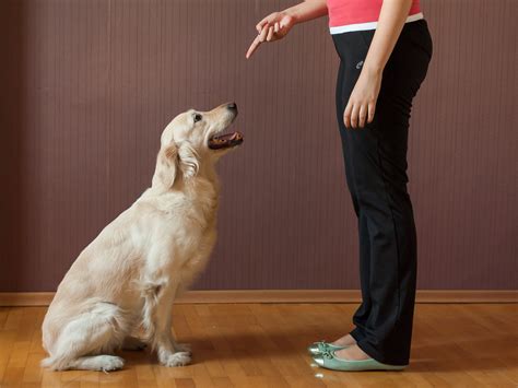 4 Ways to Teach Your Dog to Sit - wikiHow