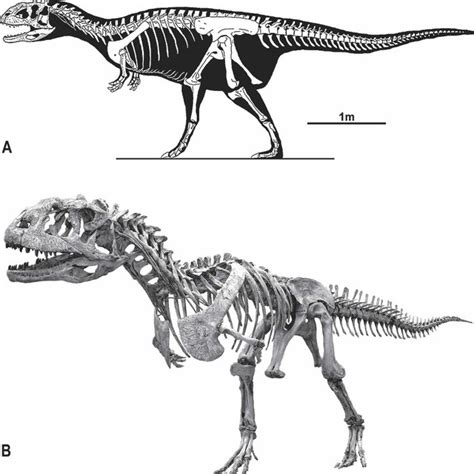 Xenotarsosaurus Skeleton