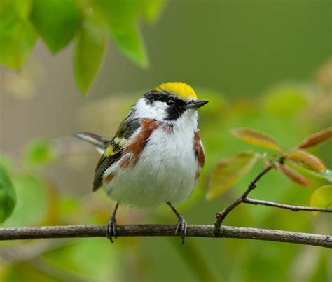 Photographing A Chestnut Sided Warbler and Why Maximum Aperture Matters | Welcome to ...