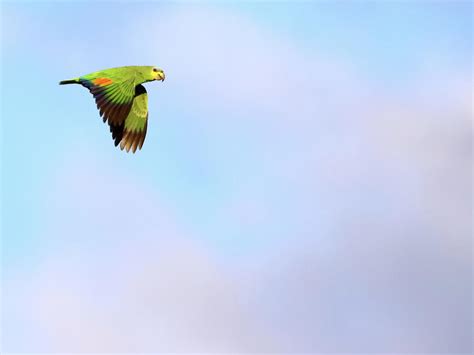 Orange Winged Parrot in Flight Photograph by Wesley Goorachan - Fine Art America