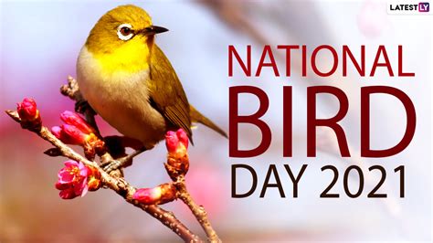 National Bird Day 2021 Date and Significance: How to Celebrate Bird Day ...