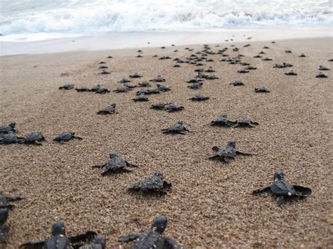 Turtle Hatching | Experiences | Wild Safari Guide