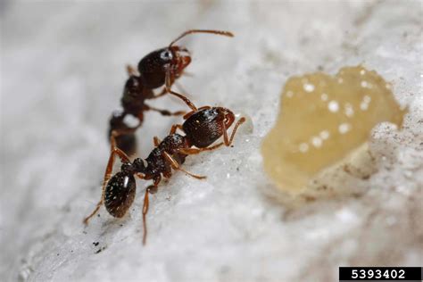 pavement ant (Tetramorium caespitum)