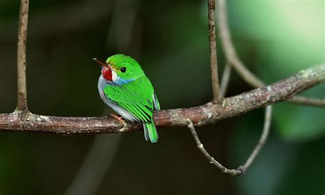 Hear the Staccato Call of the Tiny, Leaf-Green Cuban Tody | Audubon