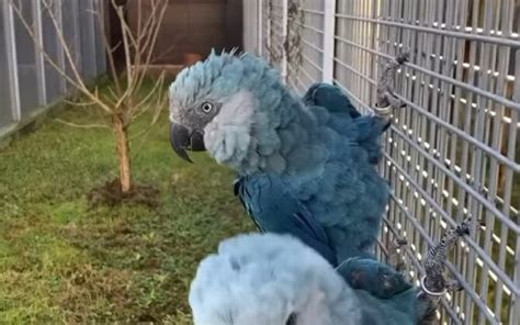 Is The Blue Macaw Extinct? Interesting Facts & FAQs!