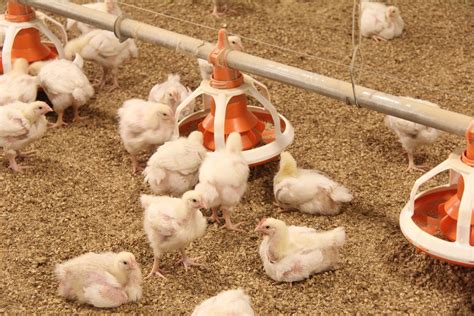Nutrition is Important in Broiler Chicken Feed | Radiobokra