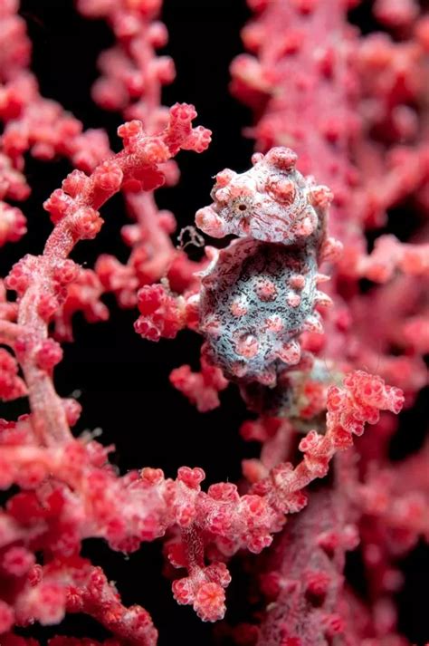 Can you spot the seahorse? Camouflaged creature is a master of disguise - Irish Mirror Online