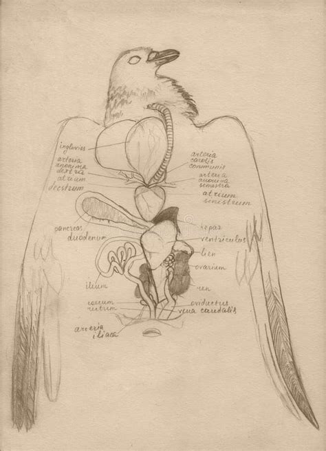 Anatomy of a Bird. Hand Drawing Illustration. Stock Illustration - Illustration of ...