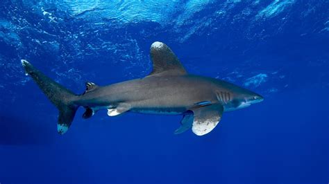 10 Fast Facts About Oceanic Whitetip Sharks - sharksinfo.com