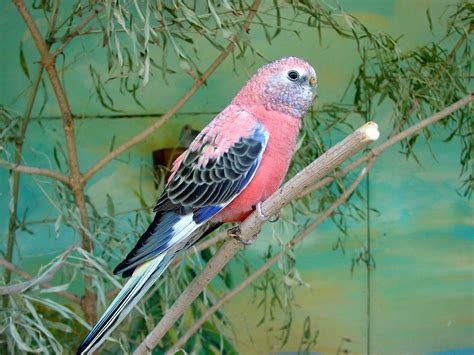 Rosey Bourkes Parakeet. Color mutation. Beautiful friendly little birds ...