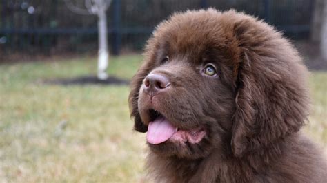 At What Age Is A Newfoundland Full Grown