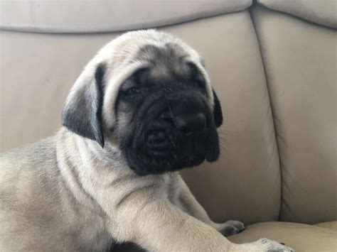 English Mastiff Puppies For Sale | Phoenix Country Club, AZ #272084