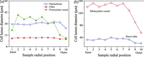 Lumen diameters of fibers, parenchyma, protoxylem vessels (a) and ...