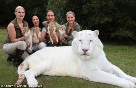 These Beautiful And Extremely Rare White 'Ligers' Are The Babies Of A ...