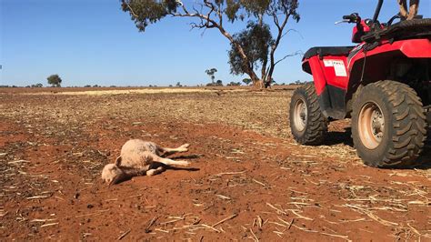 Drought NSW 2018: Farmer says this is the worst he’s seen in 18 years ...