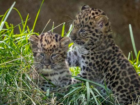 Cubs of rarest big cat species born at San Diego Zoo | Guernsey Press