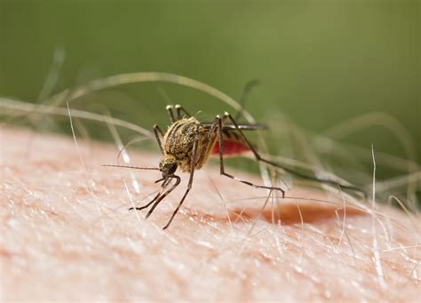 Malaria | MedlinePlus