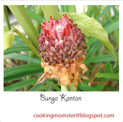 Cooking Momster Corner: Bunga Kantan