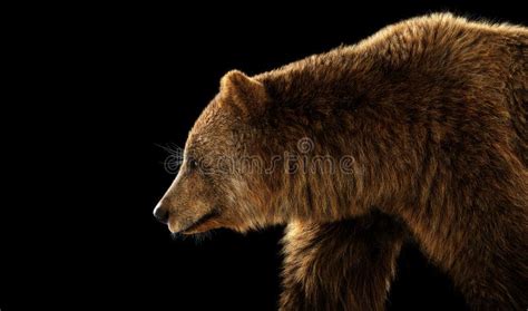 Grizzly Bear Portrait on Black. Stock Photo - Image of powerful ...