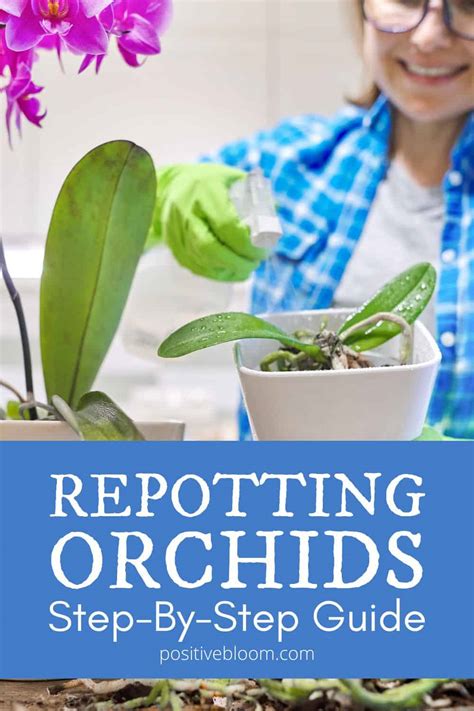 Step-By-Step Guide To Repotting Orchids (Best Tips)