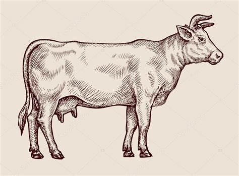 Sketch cow. Hand-drawn vector illustration Stock Vector Image by ©sergeypykhonin #108182486