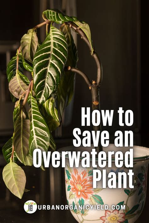 a potted plant with the words how to save an overwatered plant on it