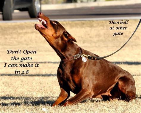 1000+ images about Doberman Memes on Pinterest | English, Medicine and Barking