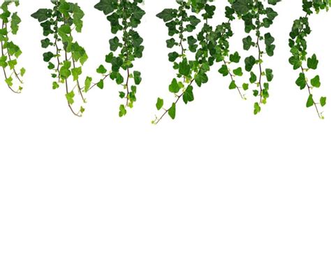 Free Vine Cliparts Transparent, Download Free Vine Cliparts Transparent png images, Free ...