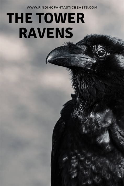 The Tower Ravens