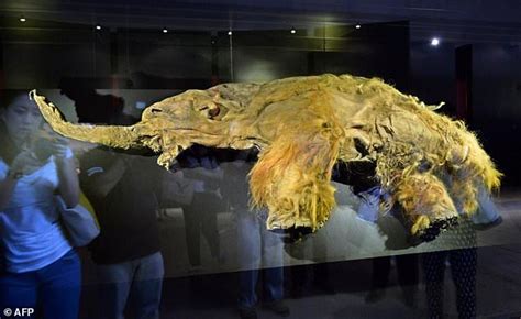 Mammoth moves: frozen cells come to life, but only just | Daily Mail Online