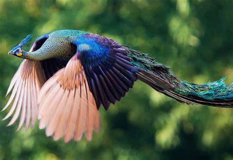 How Peacocks Look In Mid-Flight (9 Pics) | Bored Panda