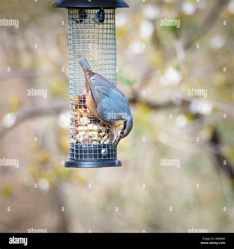 Nuthatch on a bird feeder Stock Photo - Alamy